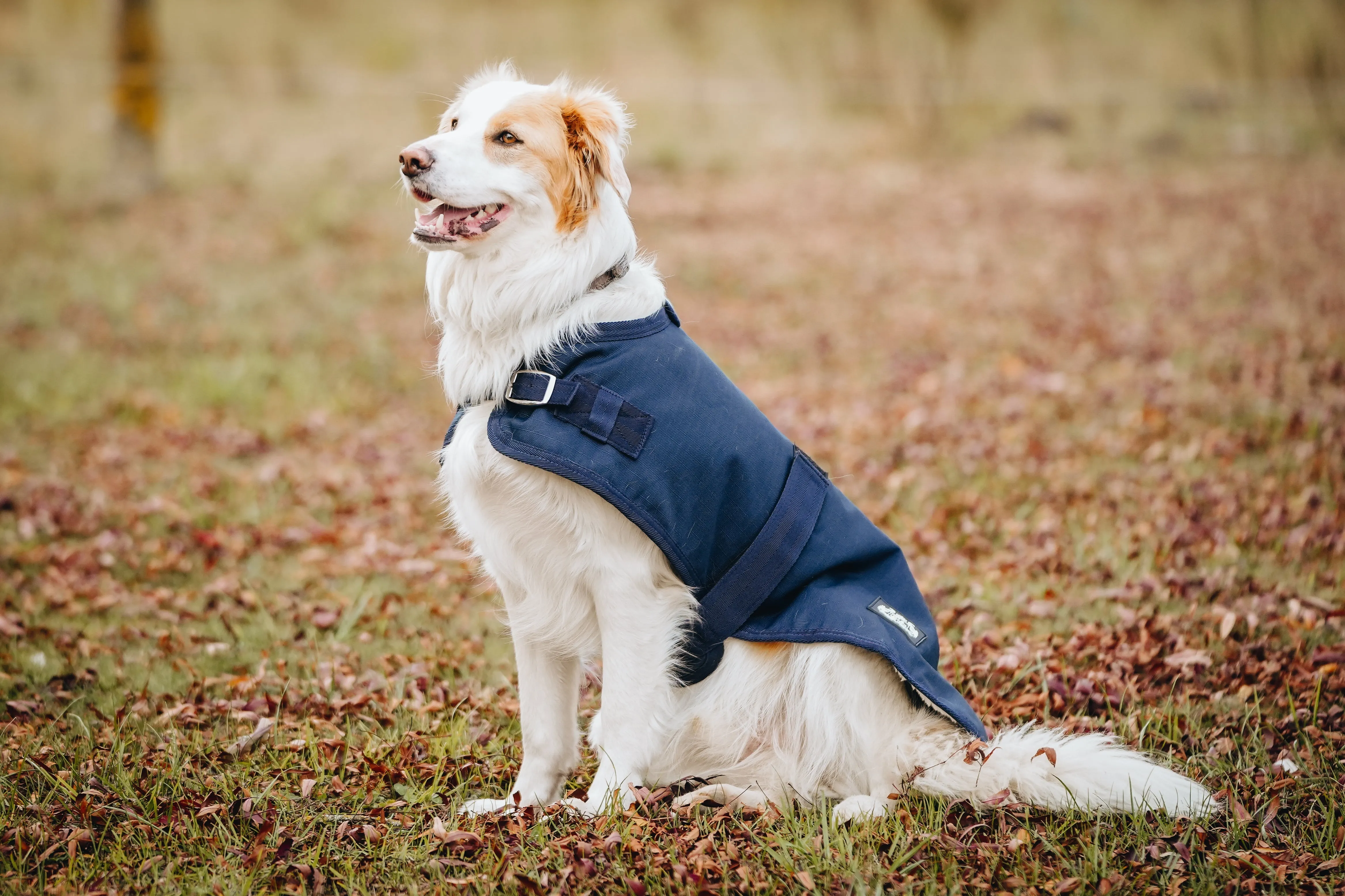 1200D 100g Dog Coats – Solid colours - 2022 Stock Clearance